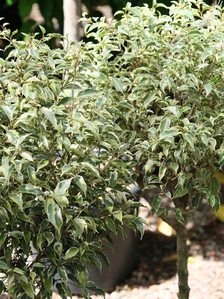 Ficus benjamina Variegata (Weeping Fig) Standard