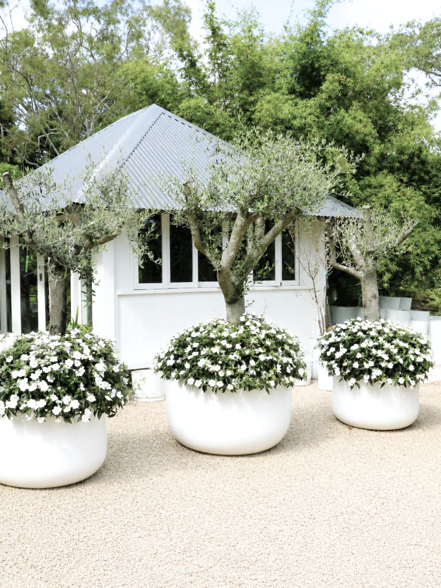 Aged Olive Tree (Olea Frantoio) in White Pot 920xH650