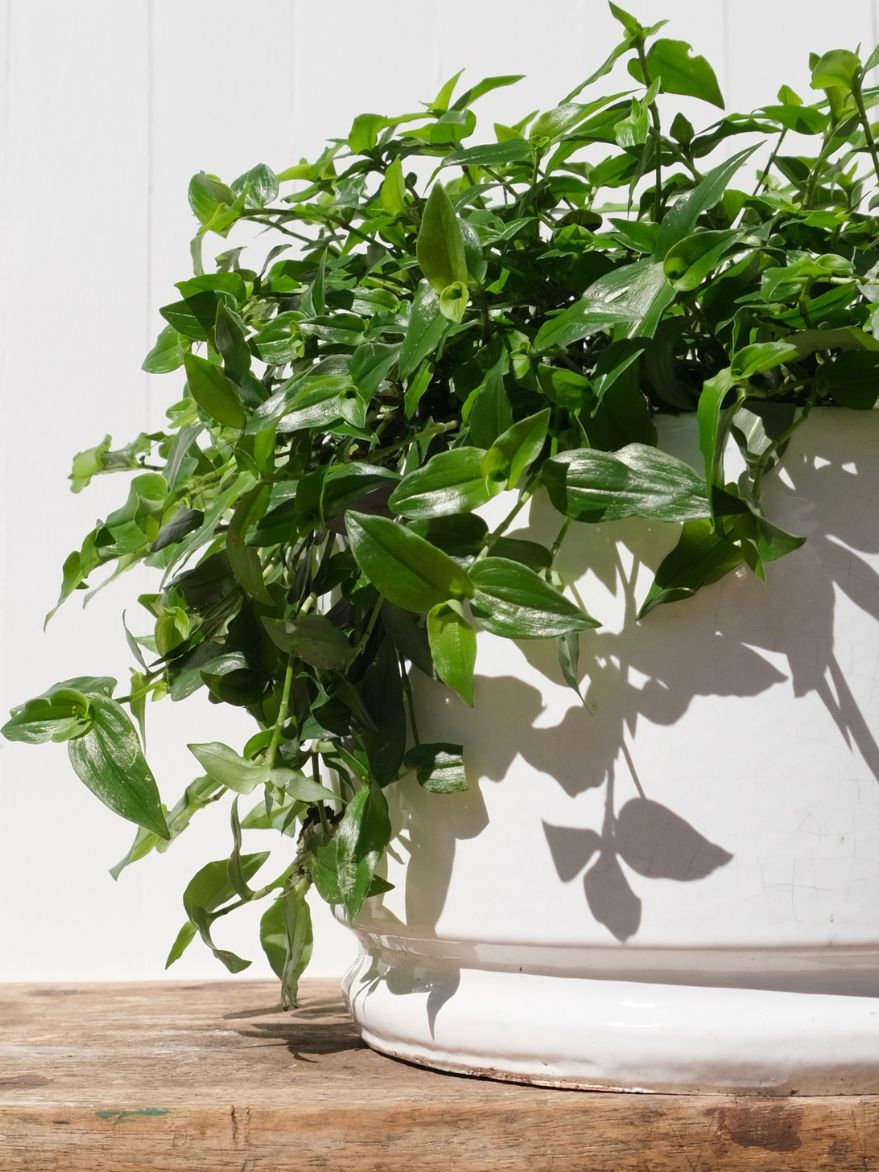 Palms Glazed Drum Planter