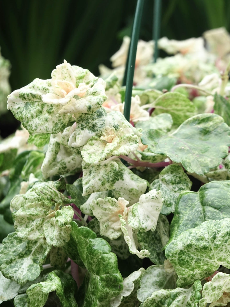 Plectranthus coleoides 'Variegata' (Swedish Ivy)