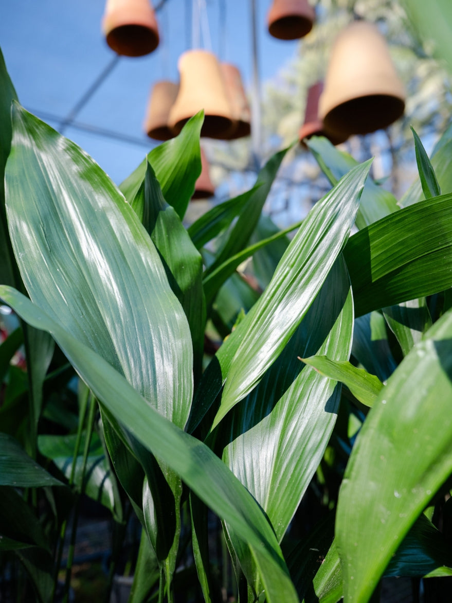 Cast Iron Plant (Aspidistra elatior)