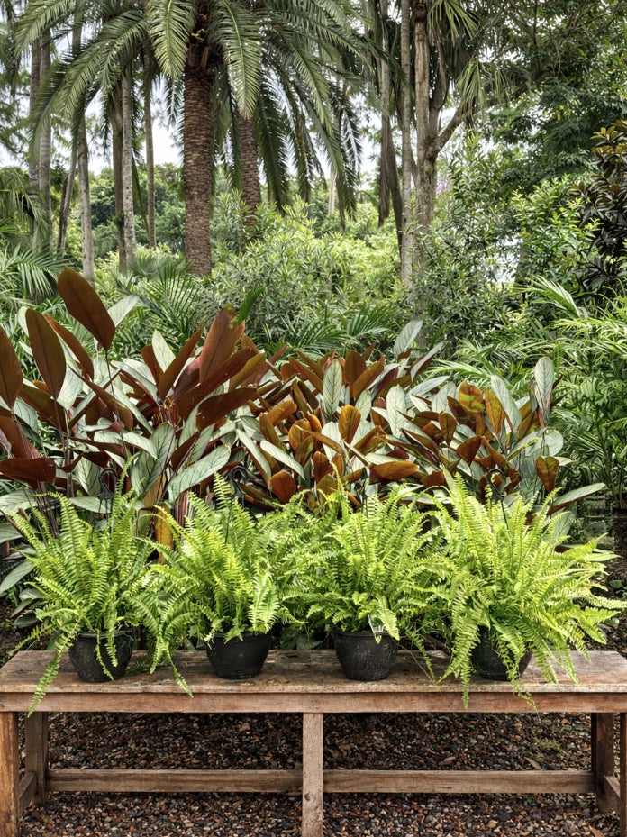 Nephrolepis 'Macho' (Macho Boston Fern)