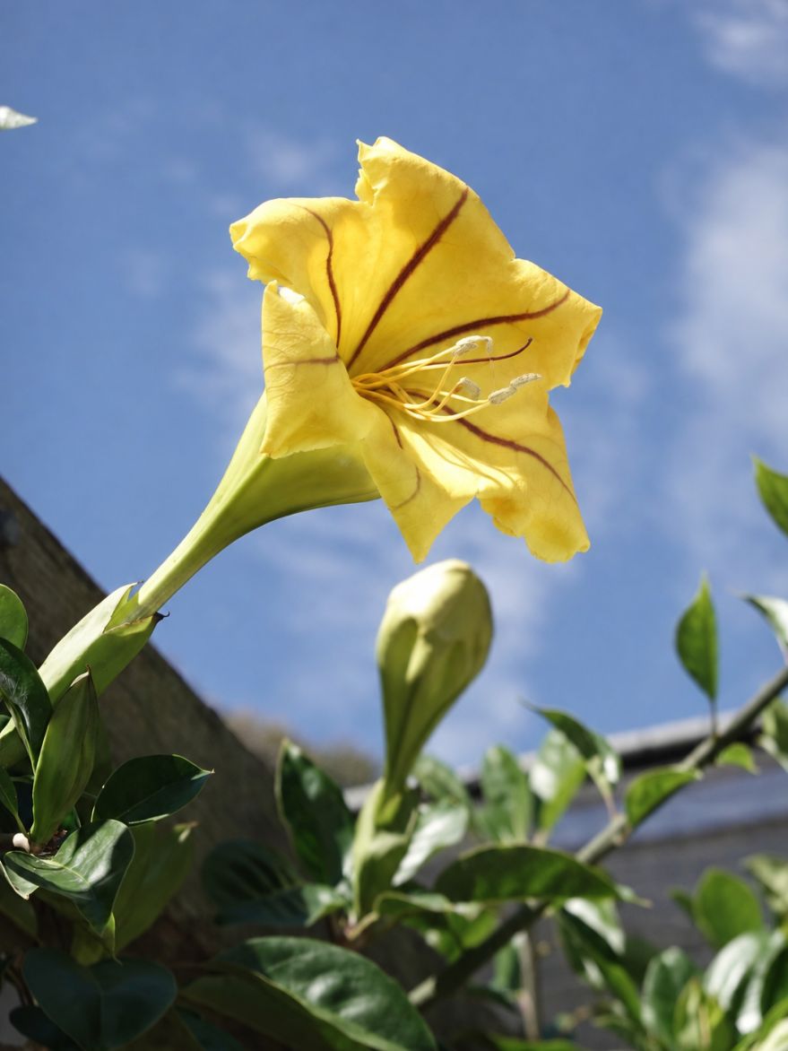 Solandra maxima (Cup of Gold)