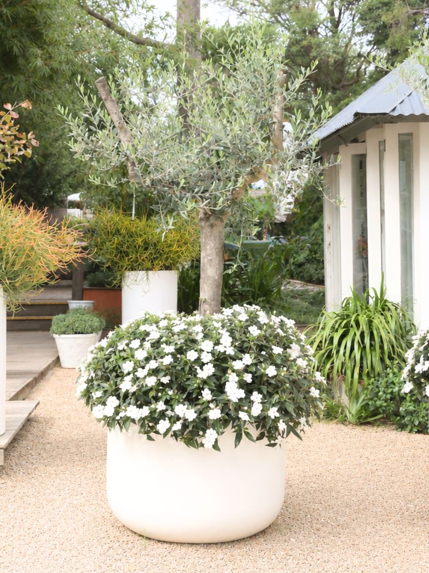 Aged Olive Tree (Olea Frantoio) in White Pot 920xH650