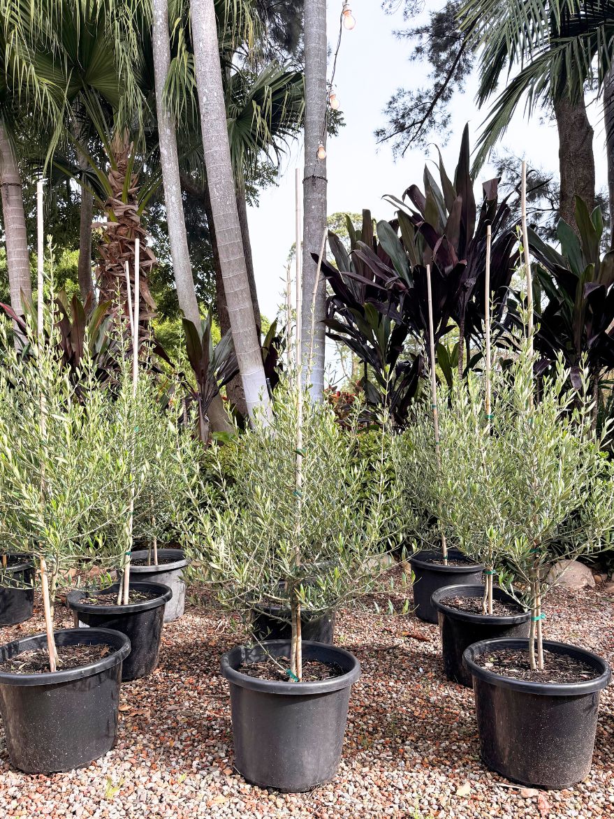 Olea europaea 'Bambalina' (Olive Tree)