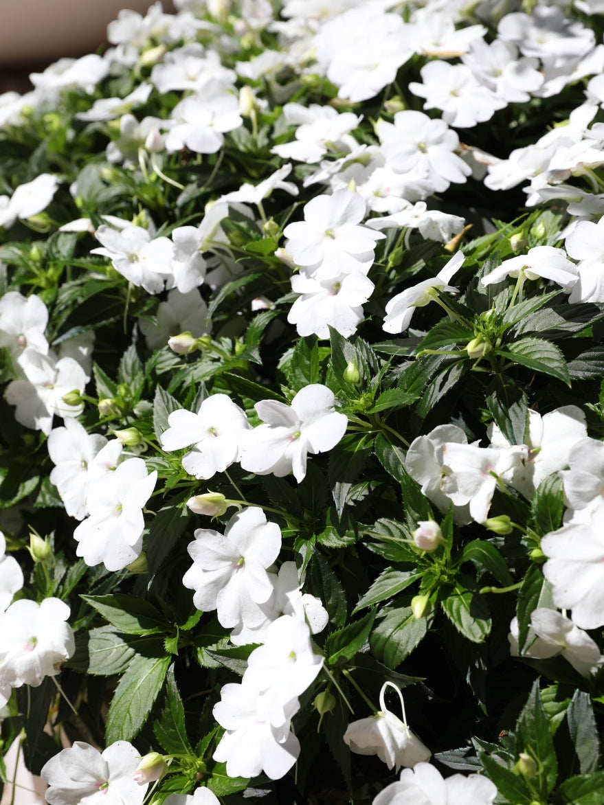 Sunpatiens (Impatiens hawkeri Hybrid)