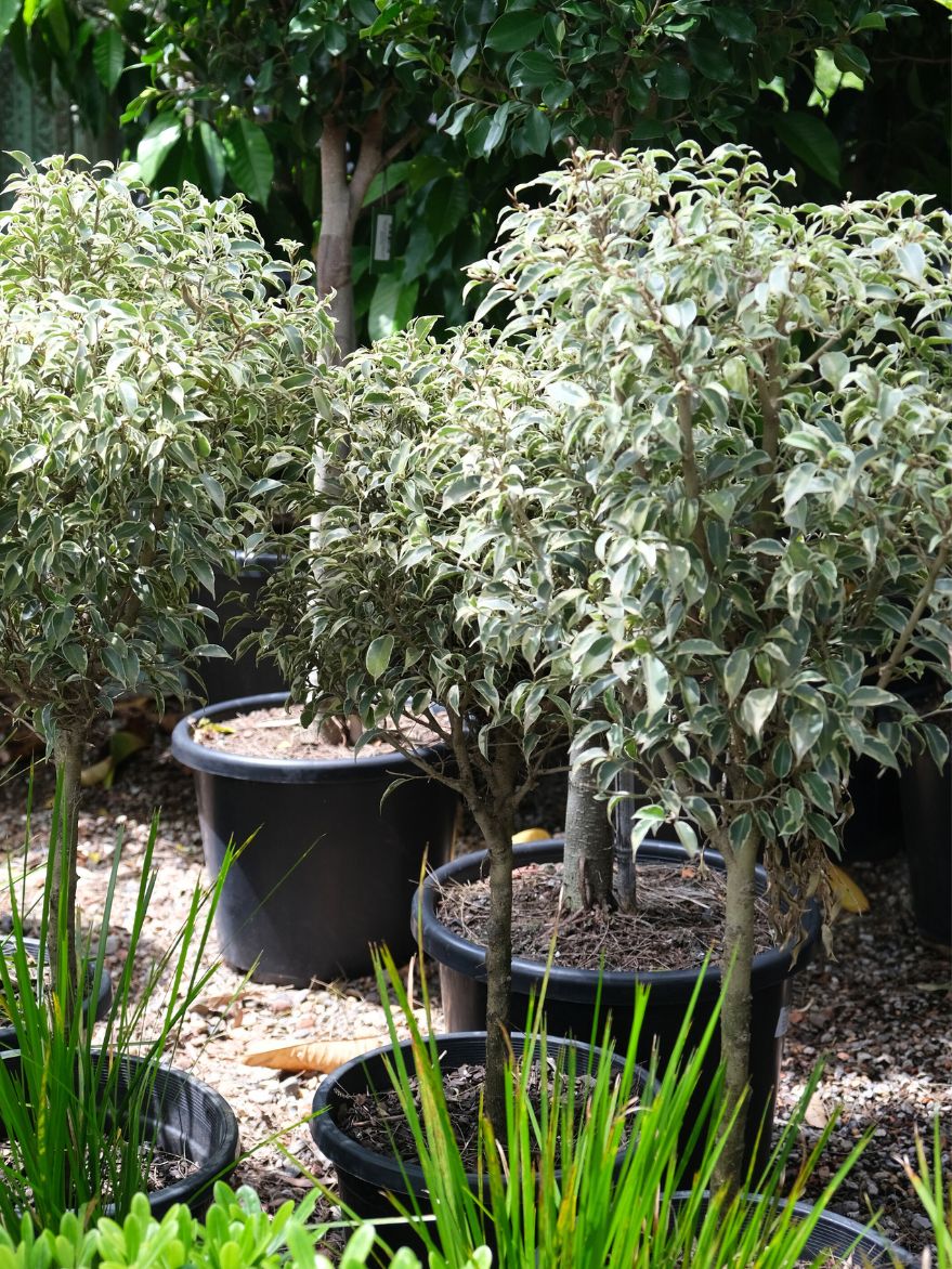 Ficus benjamina Variegata (Weeping Fig) Standard