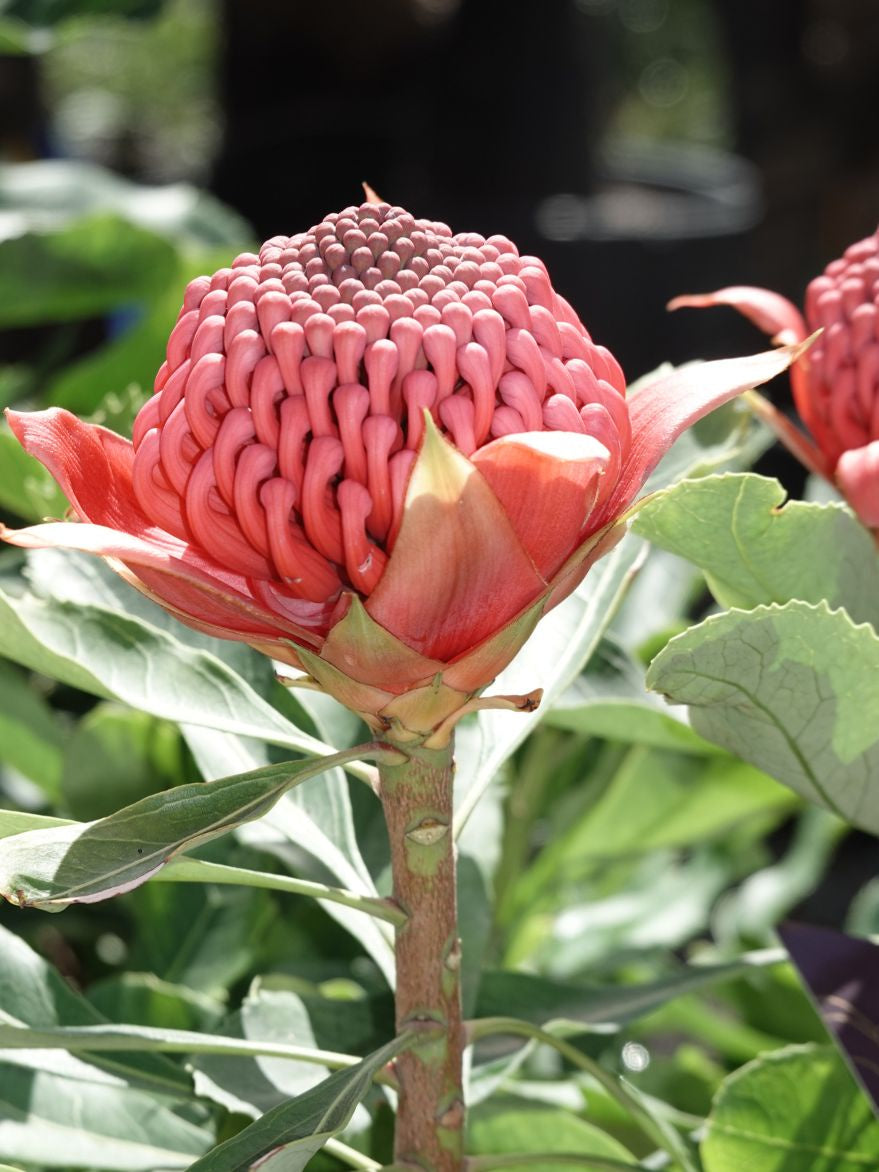 Telopea speciosissima 'Enchanted Red' (Waratah) 300mm