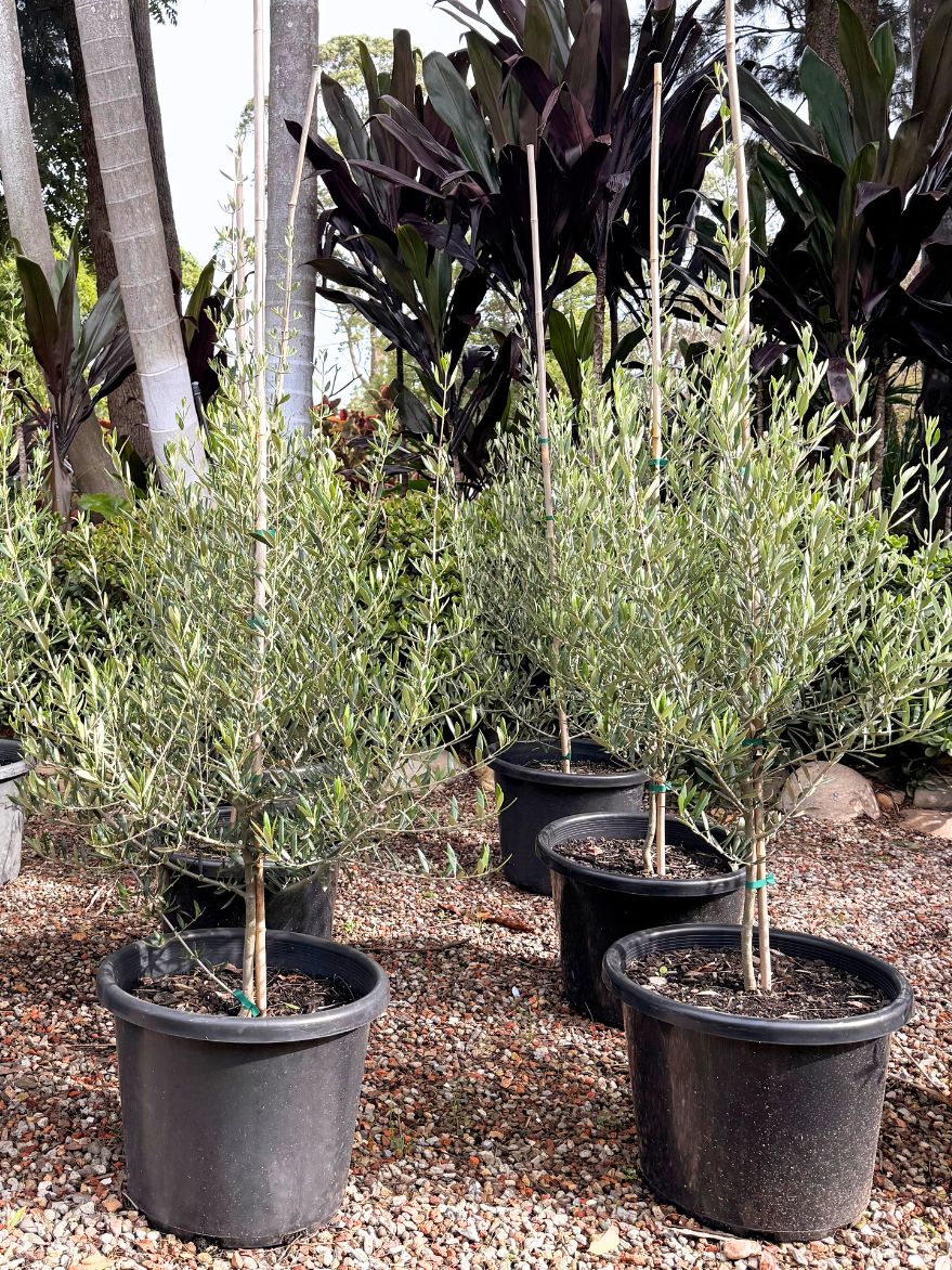Olea europaea 'Bambalina' (Olive Tree)