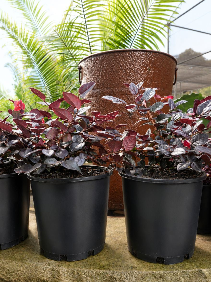 Loropetalum chinense 'Plum Gorgeous' (Chinese Fringe Flower)