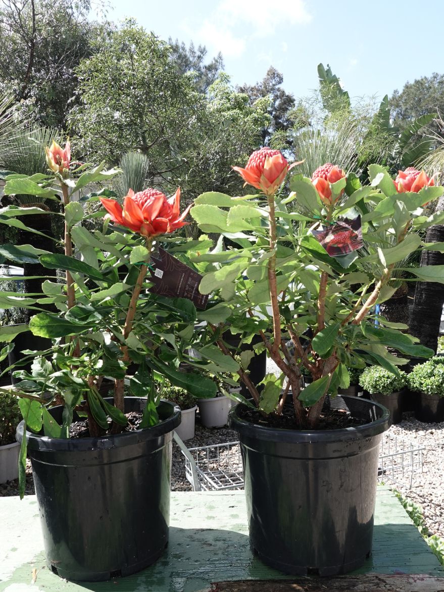 Telopea speciosissima 'Enchanted Red' (Waratah) 300mm