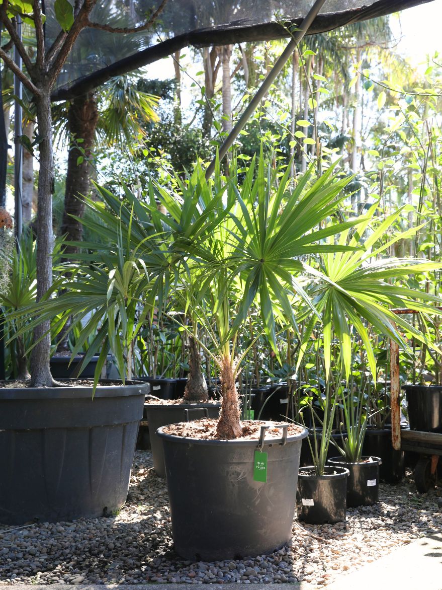 Schippia concolor (Dwarf Sun Palm)