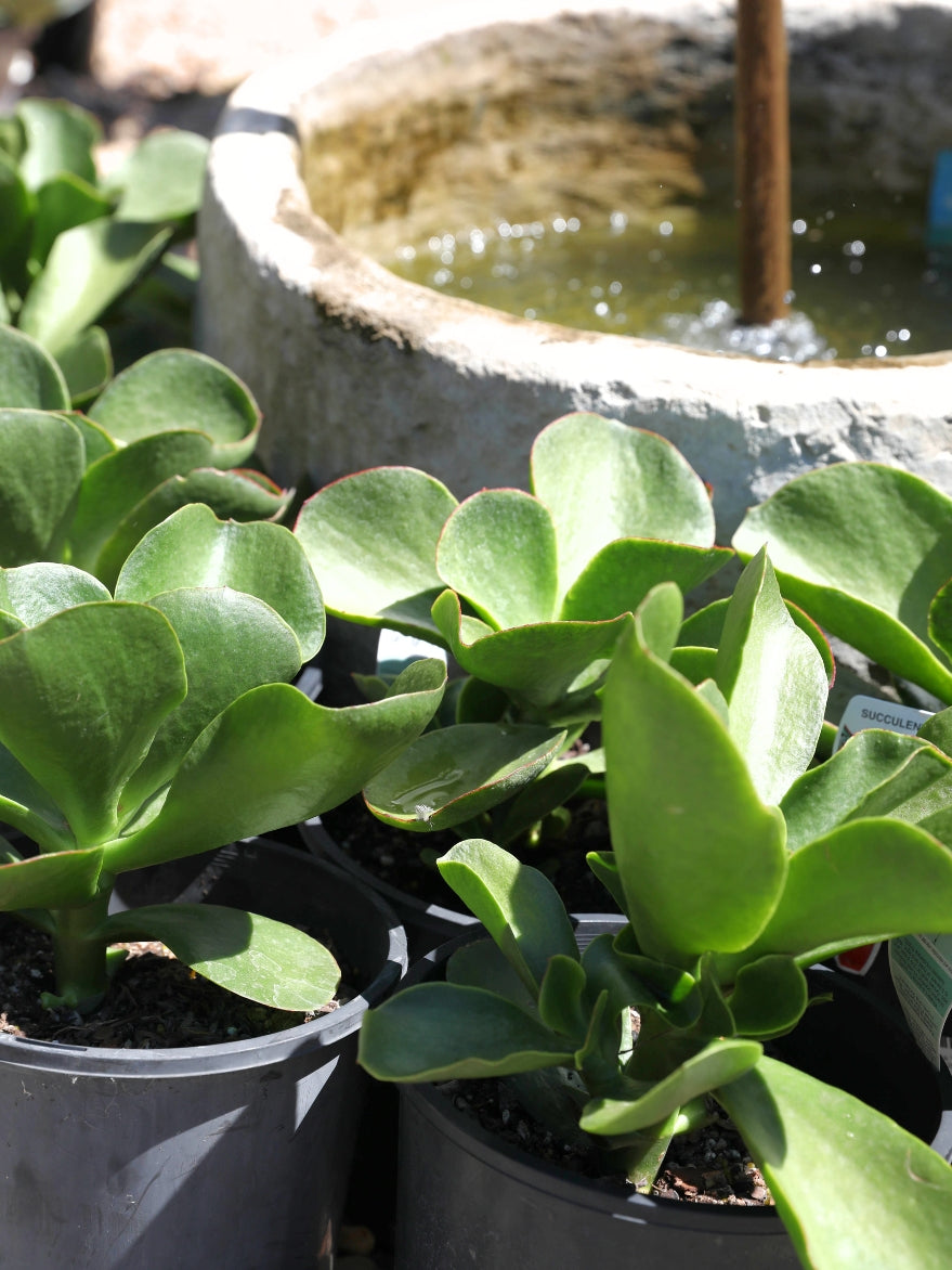 Cotyledon orbiculata 'Green' (Green Pig's Ear)