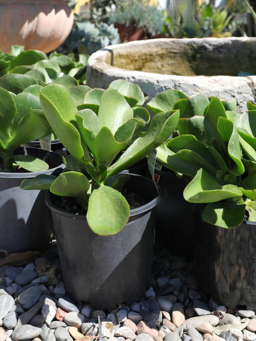 Cotyledon orbiculata 'Green' (Green Pig's Ear)