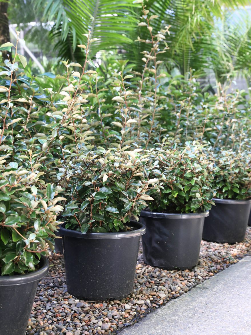 Elaeagnus macrophylla (Oleaster) Topiary Ball