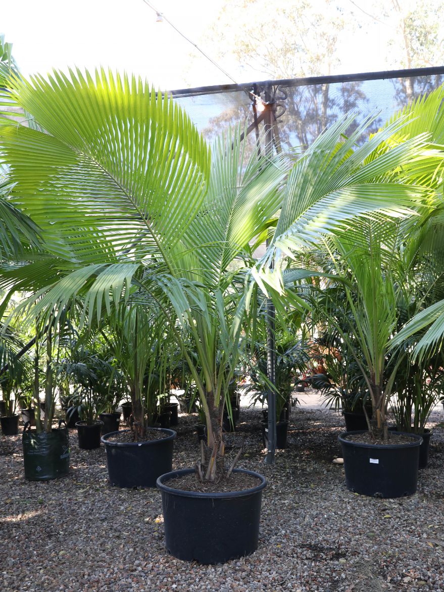Beccariophoenix fenestralis (Giant Windowpane Palm) 95L