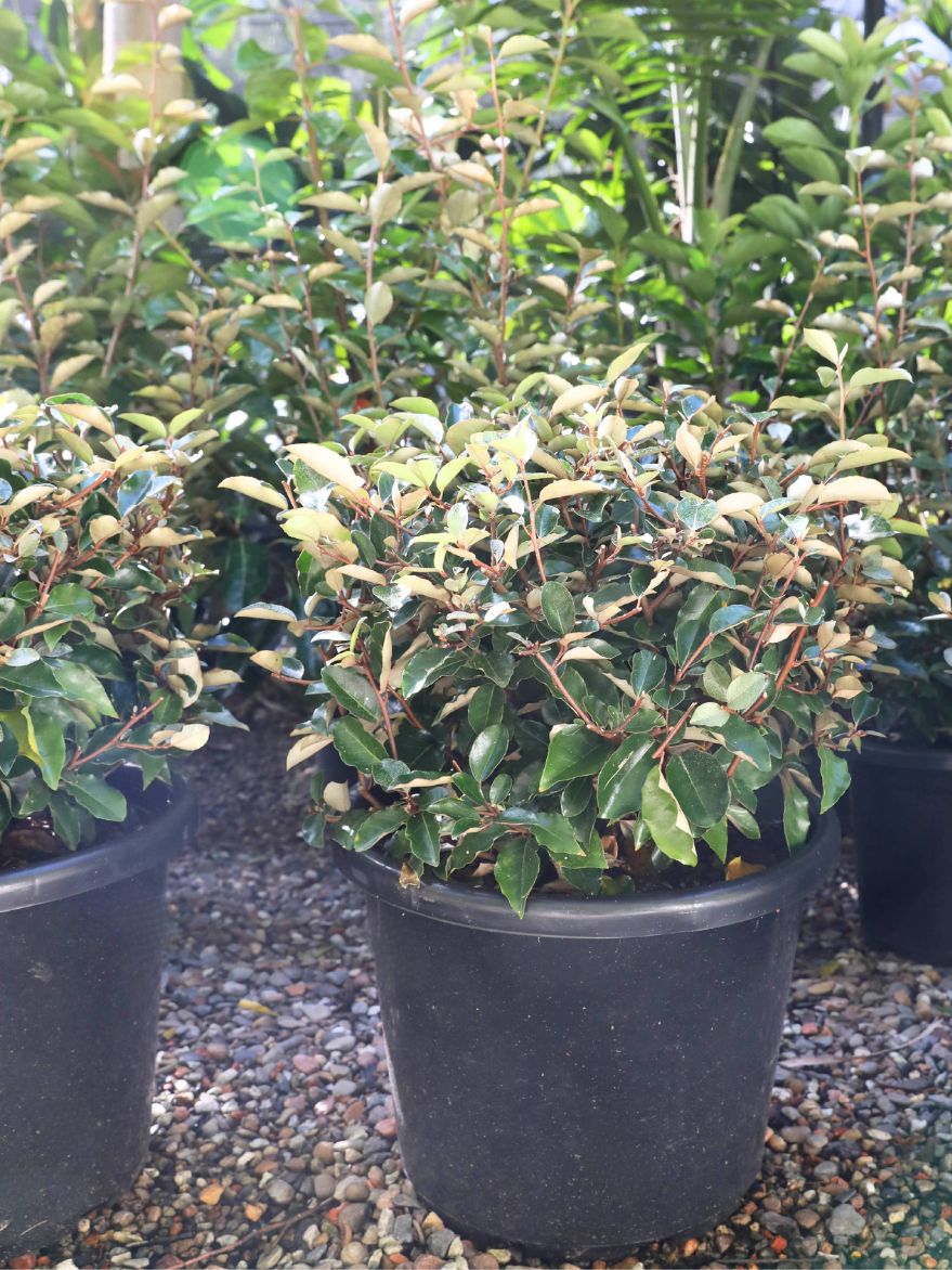 Elaeagnus macrophylla (Oleaster) Topiary Ball