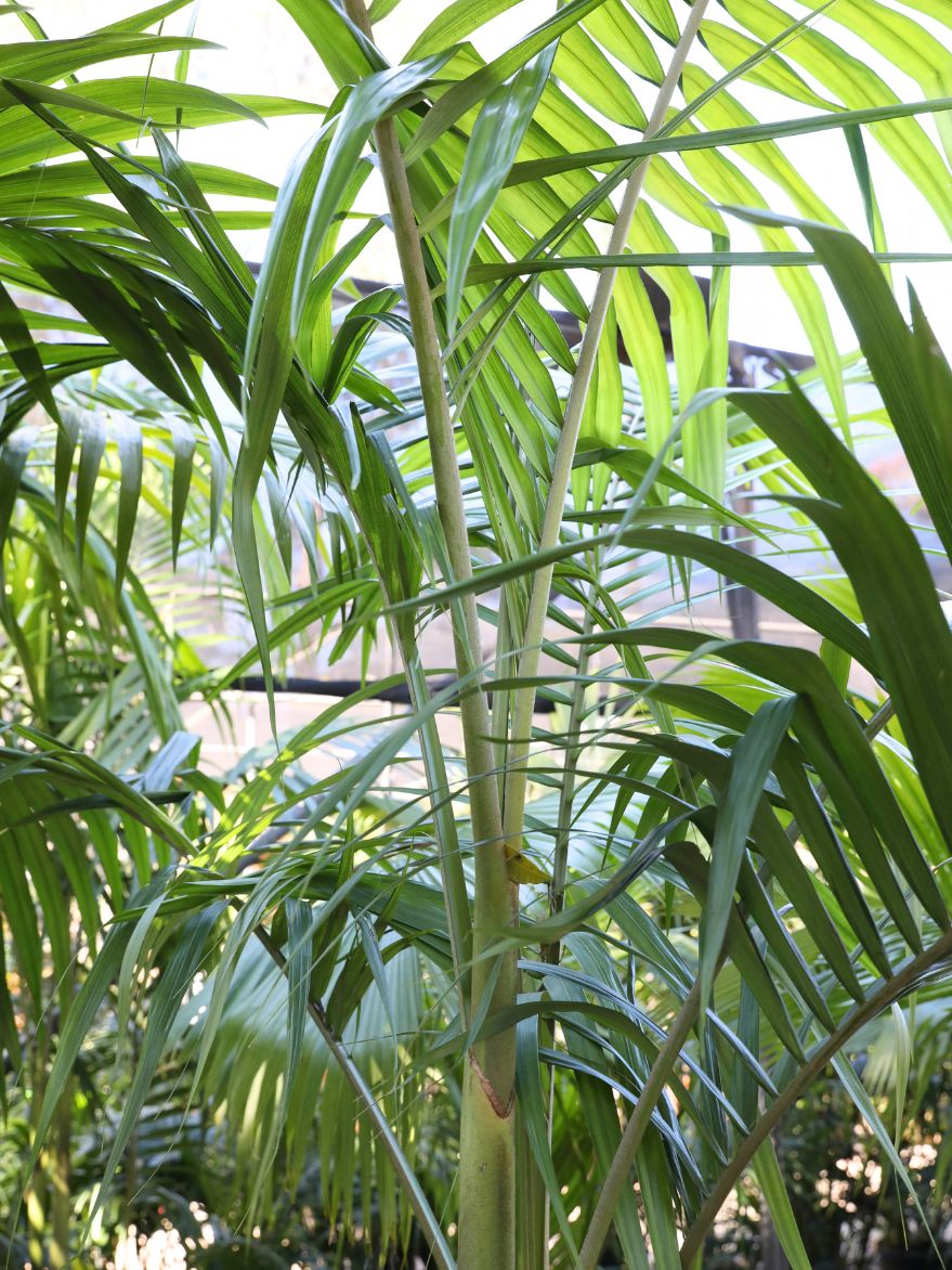 Beccariophoenix fenestralis (Giant Windowpane Palm) 95L