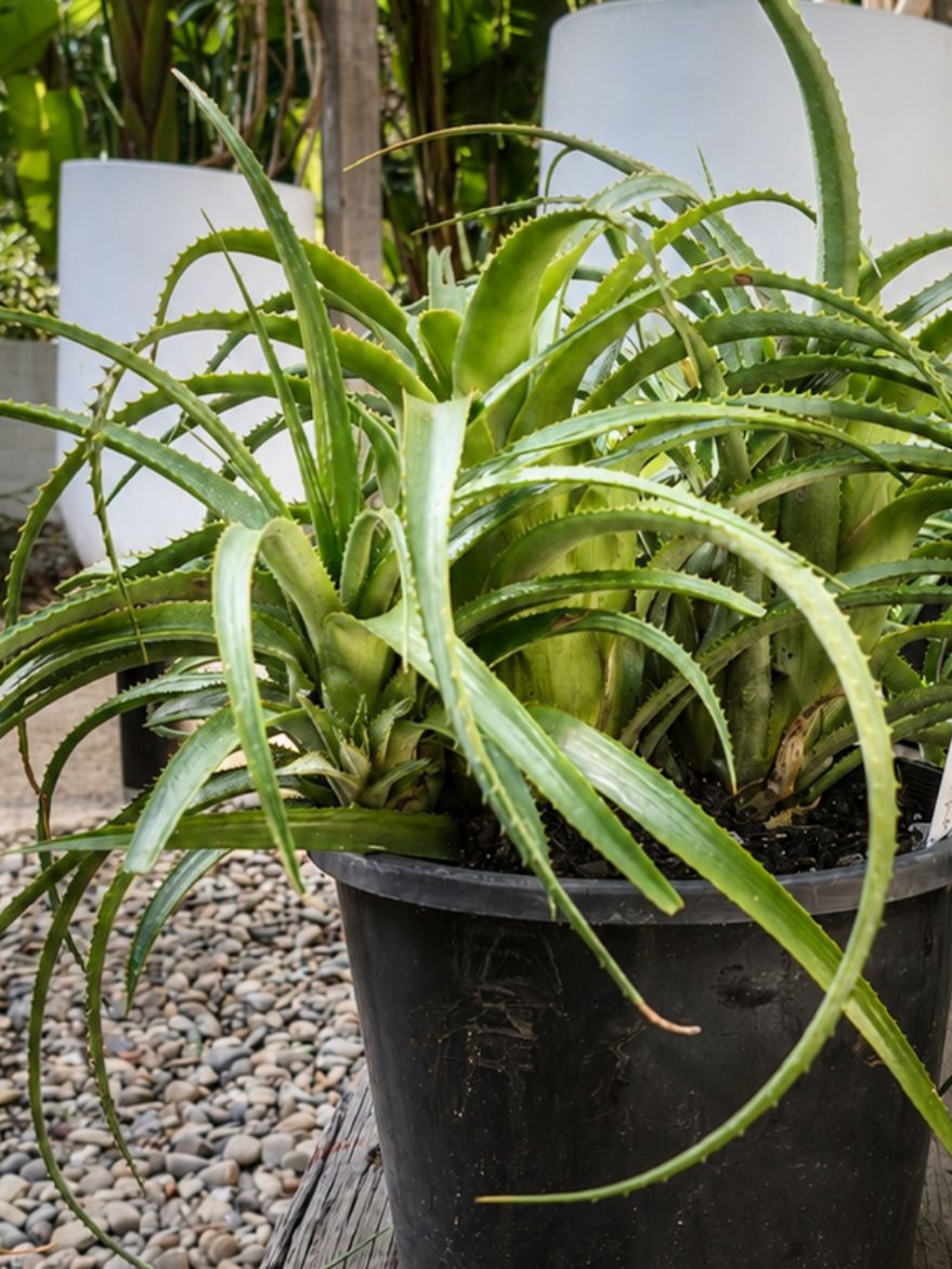 Aechmea 'Rock Lobster' (Bromeliad)