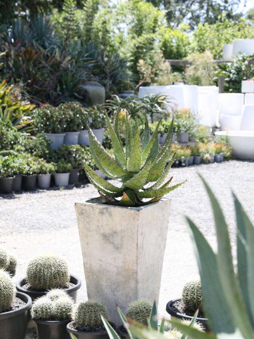 Aloe Ferox (Cape Aloe Succulent)