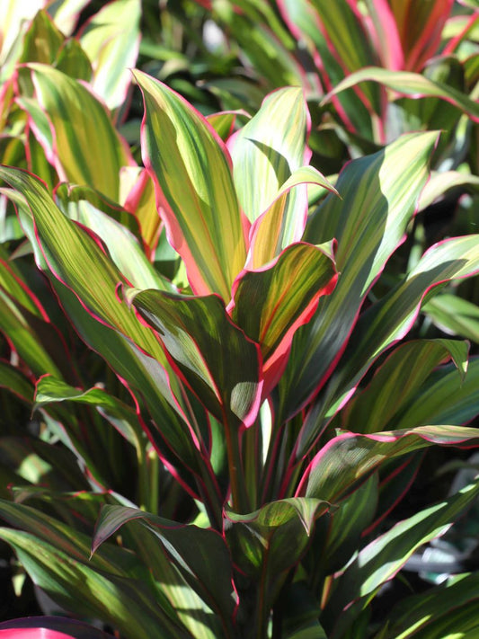 Cordyline 'Kiwi' (Ti Plant)