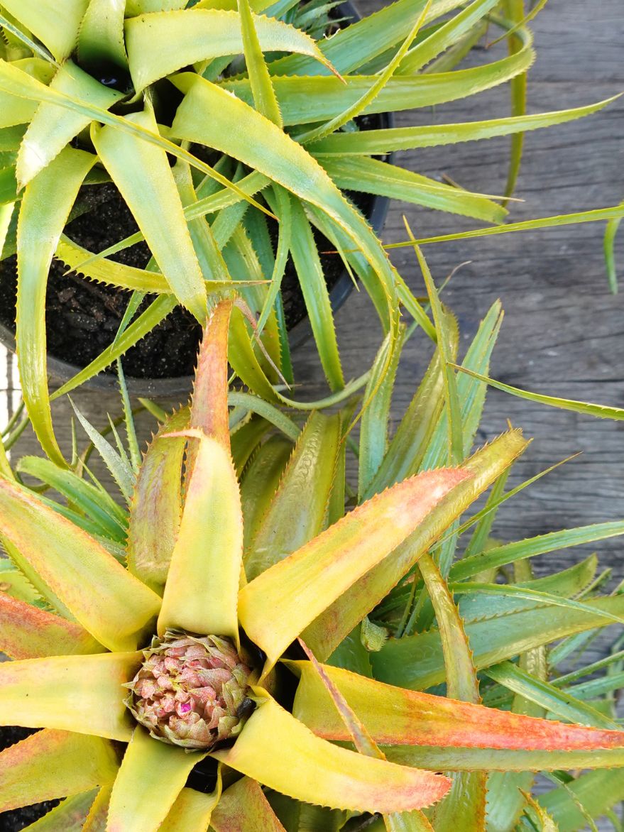 Aechmea 'Rock Lobster' (Bromeliad)