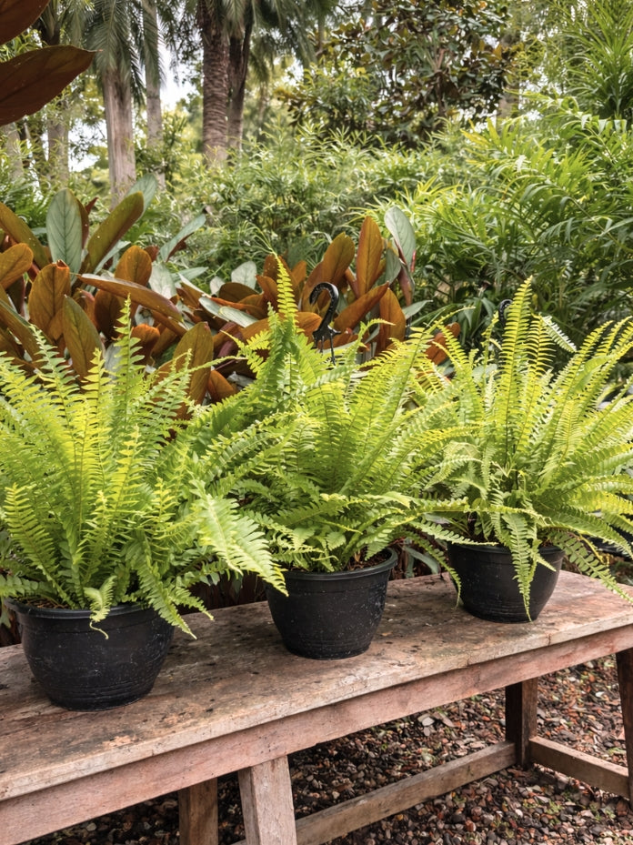 Nephrolepis 'Macho' (Macho Boston Fern)