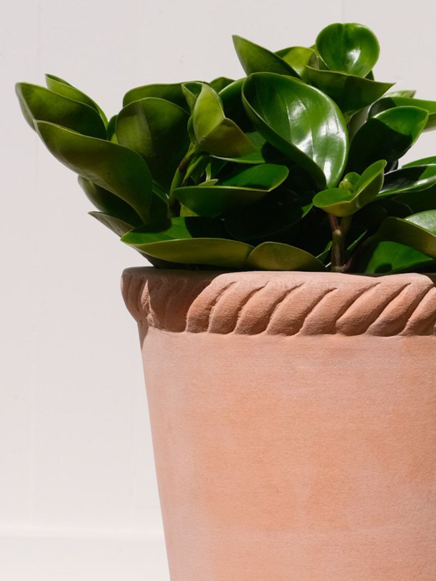 Terracotta Rope Planter