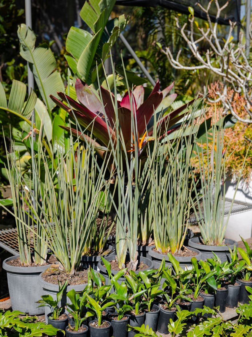 Strelitzia juncea (Narrow-leaved Bird of Paradise)