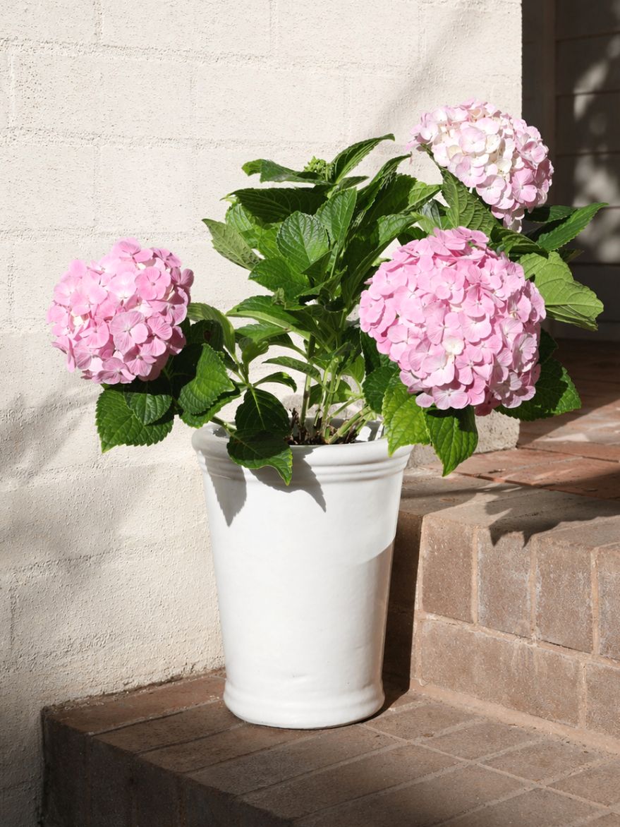 Hydrangea Pot Set
