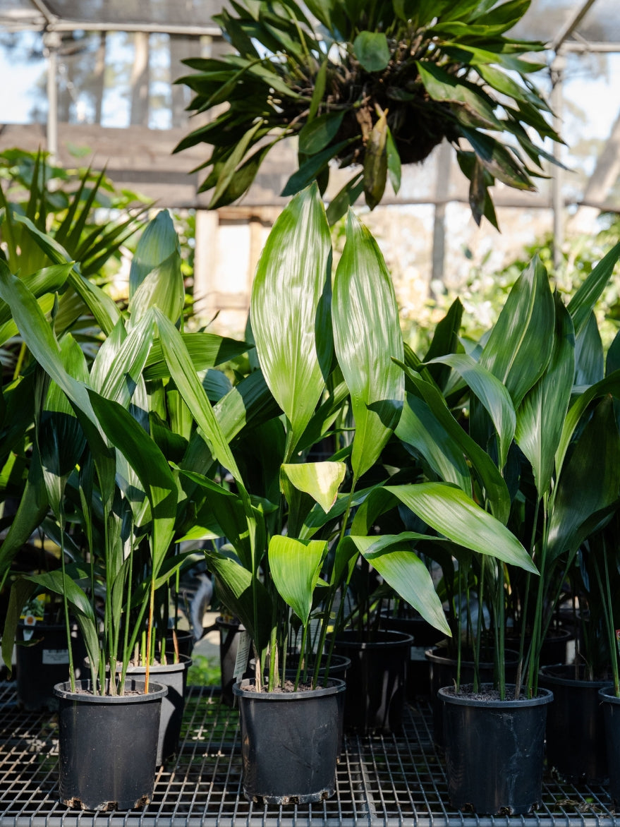 Cast Iron Plant (Aspidistra elatior)