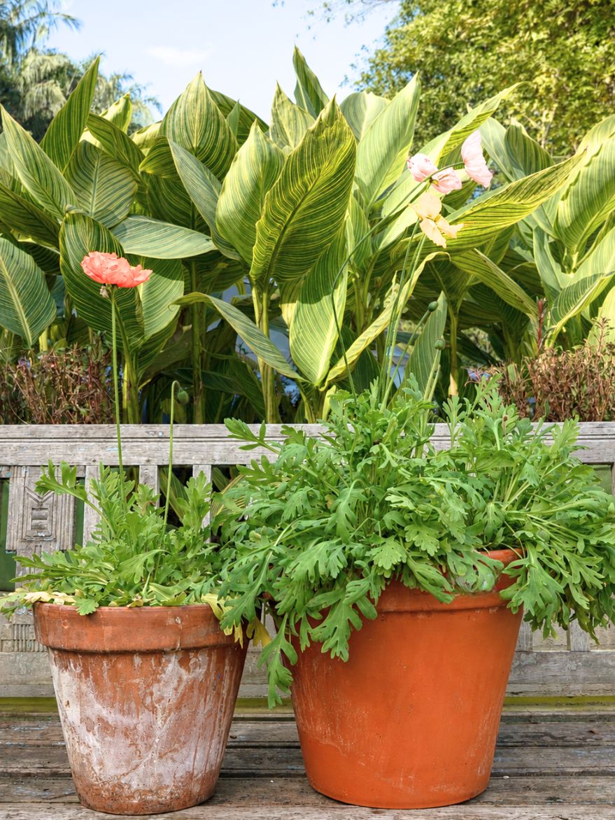 Poppy in Terracotta Large