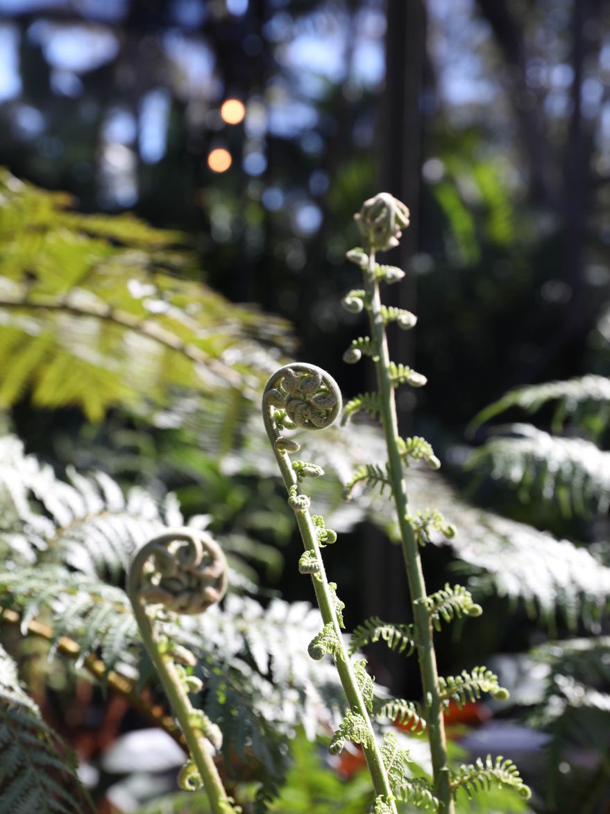 Dicksonia antarctica (Soft Tree Fern)