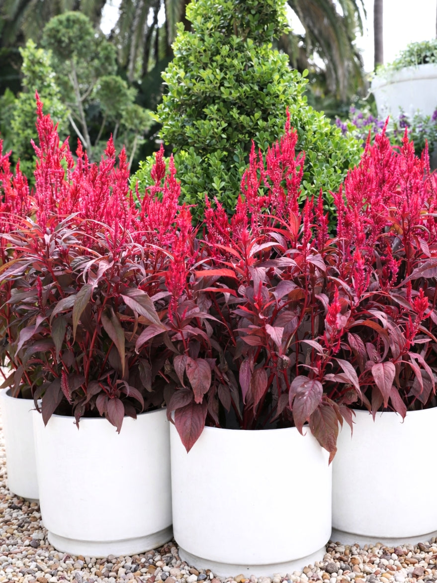 Celosia (Dragon's Breath)