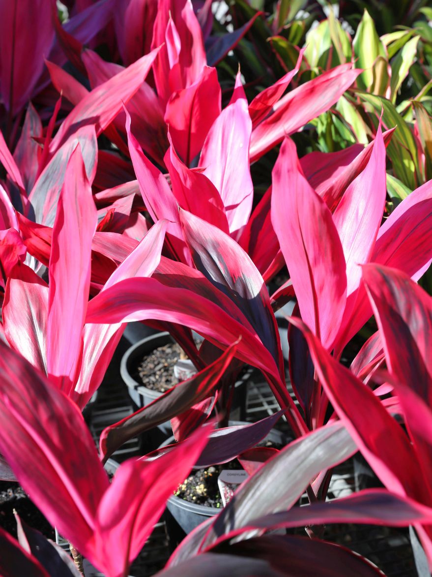 Cordyline fruticosa 'Ruby' (Ti Plant)