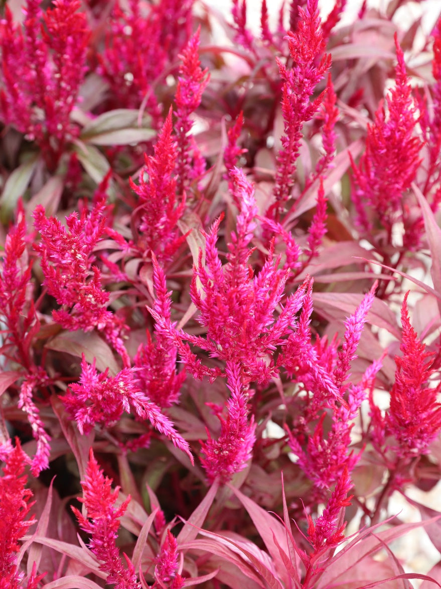 Celosia (Dragon's Breath)