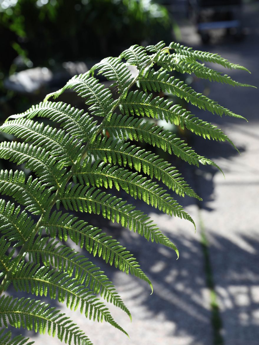 Dicksonia antarctica (Soft Tree Fern)