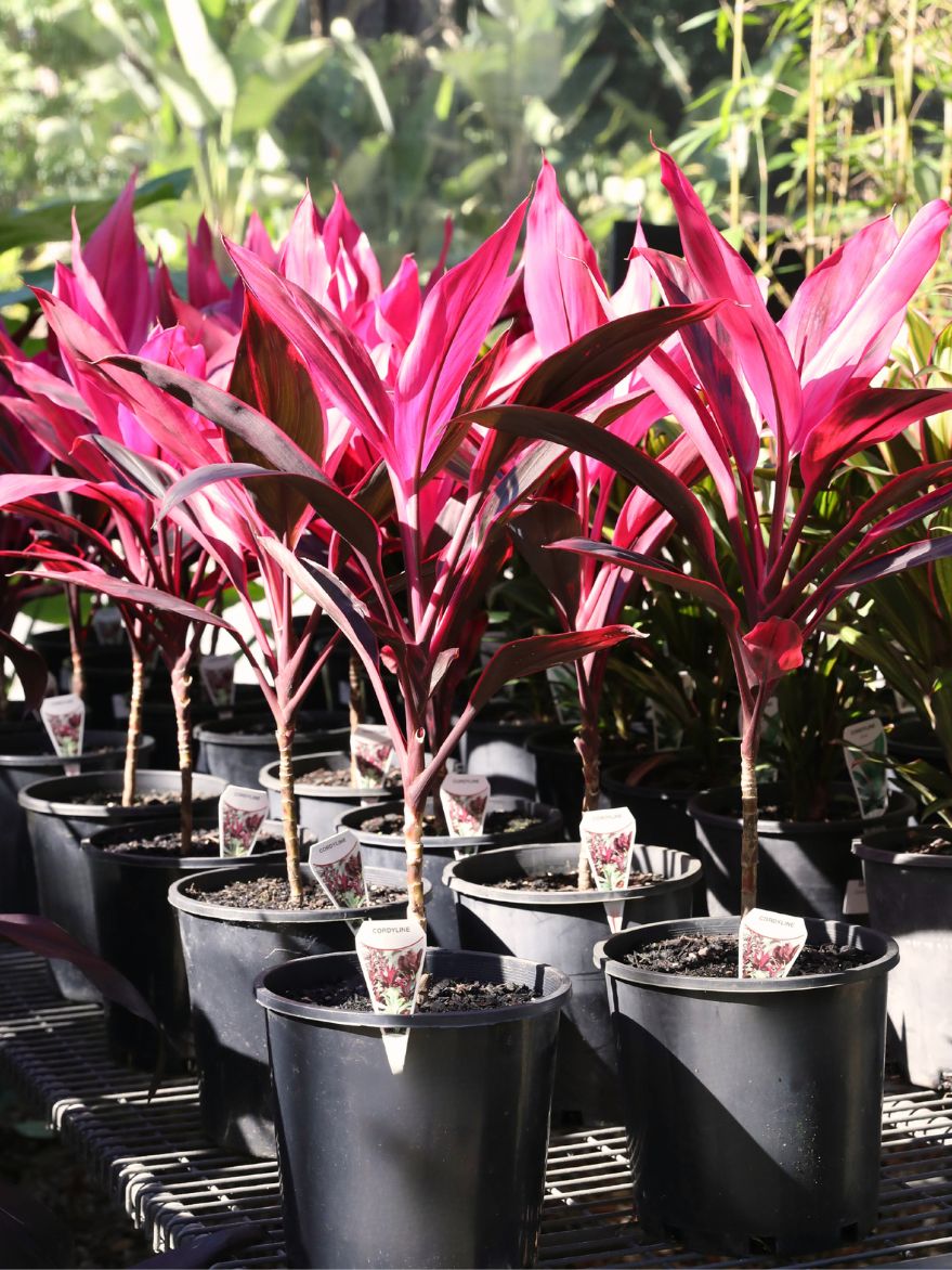 Cordyline fruticosa 'Ruby' (Ti Plant)