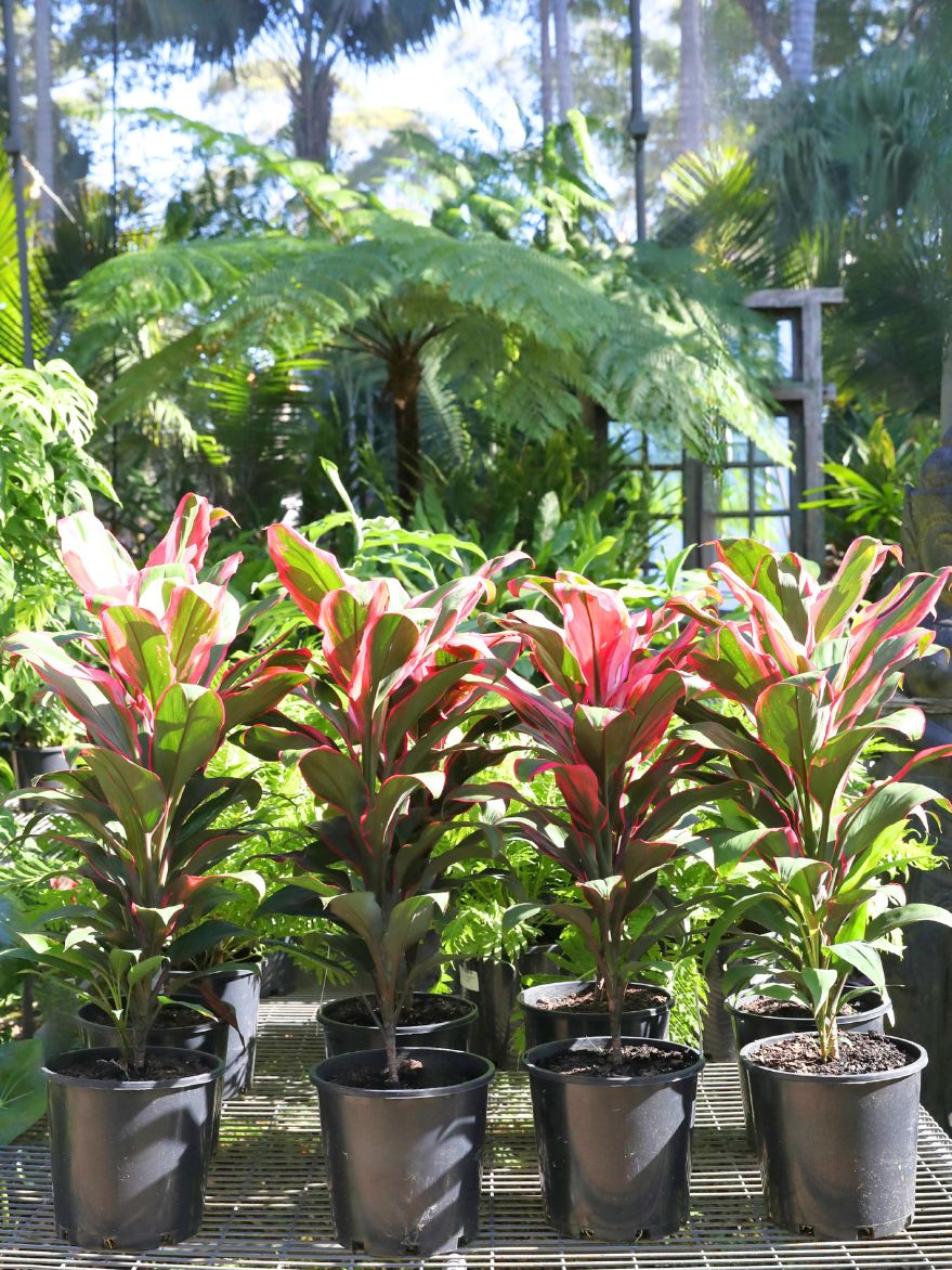 Cordyline 'Apple Blossom' (Ti Plant) 200mm