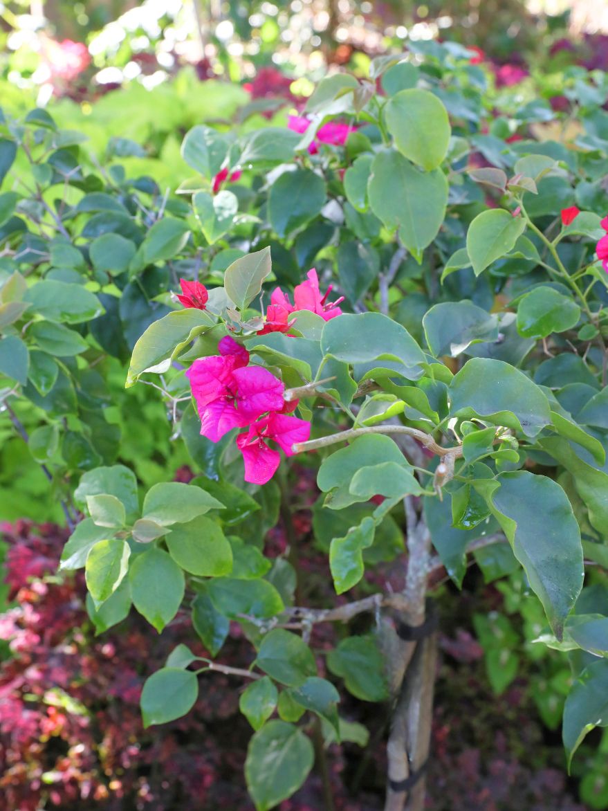 Bougainvillea  Standard