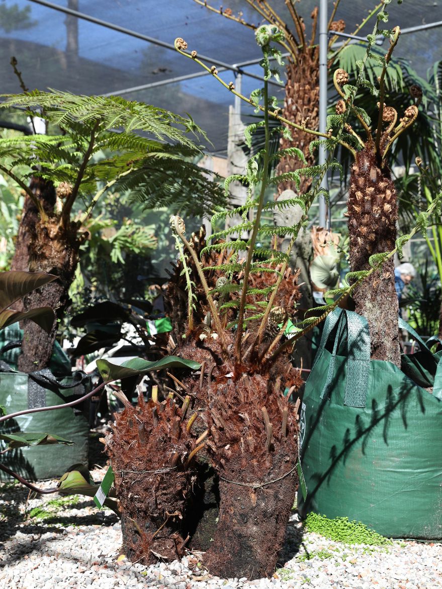 Dicksonia antarctica (Soft Tree Fern)