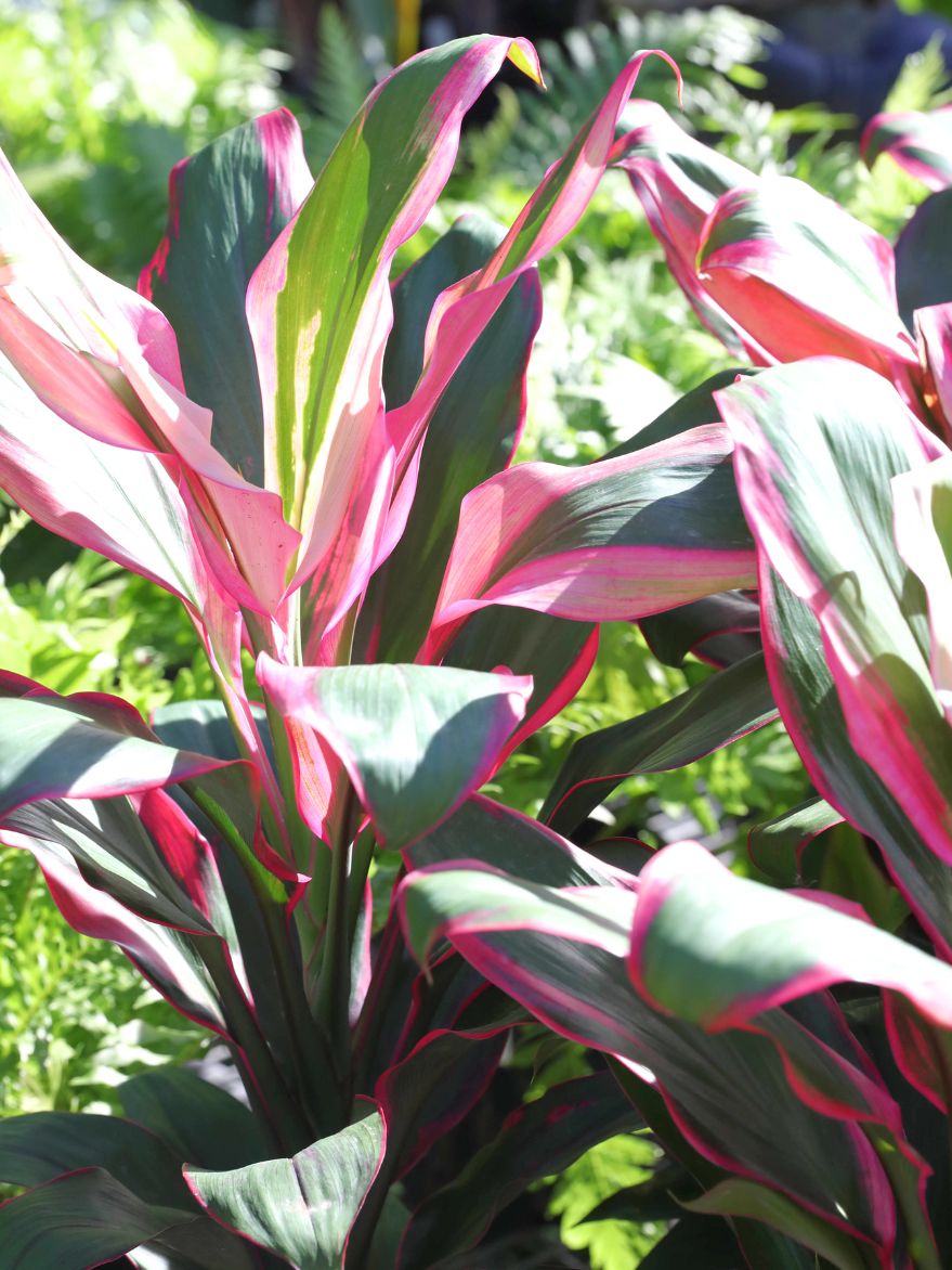 Cordyline 'Apple Blossom' (Ti Plant) 200mm