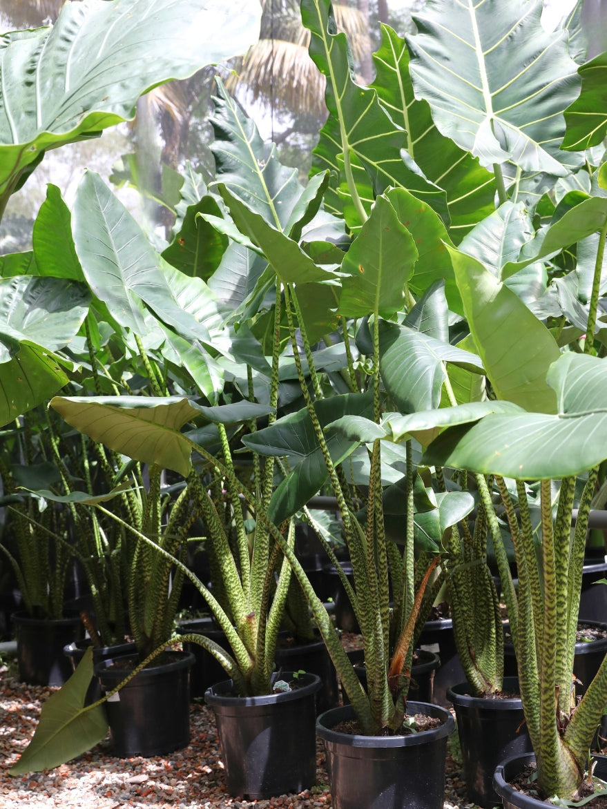 Alocasia 'Zebrina'(Elephant Ear)
