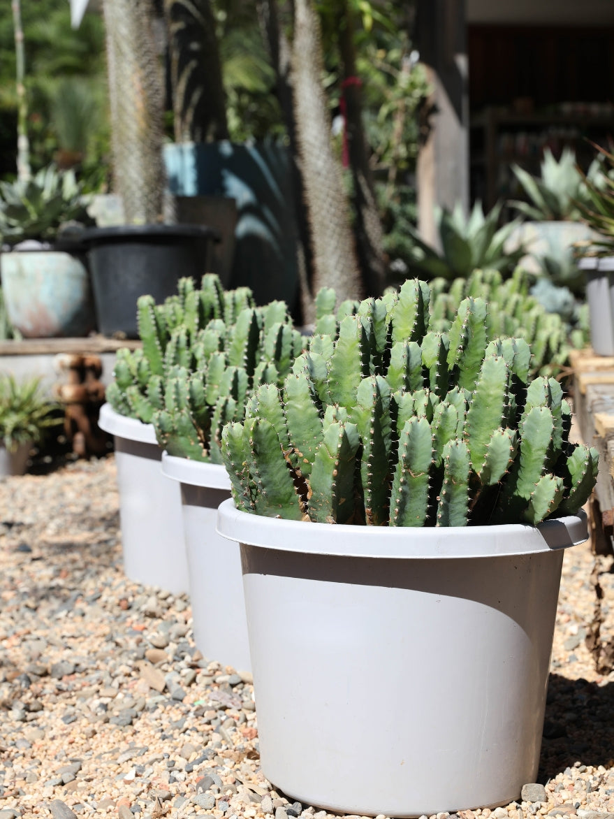Euphorbia 'Moroccan Mound'