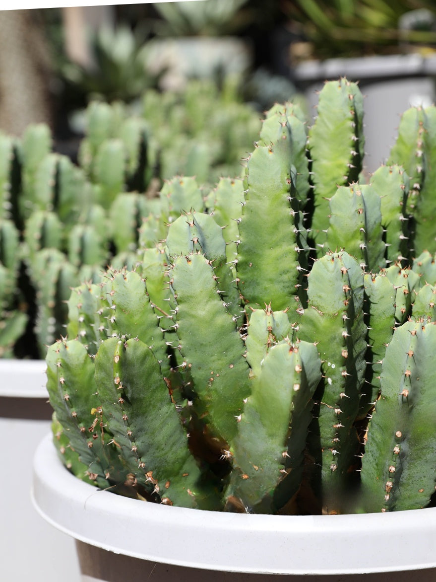 Euphorbia 'Moroccan Mound'