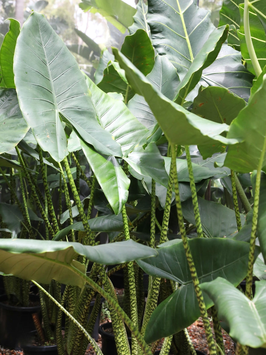 Alocasia 'Zebrina'(Elephant Ear)