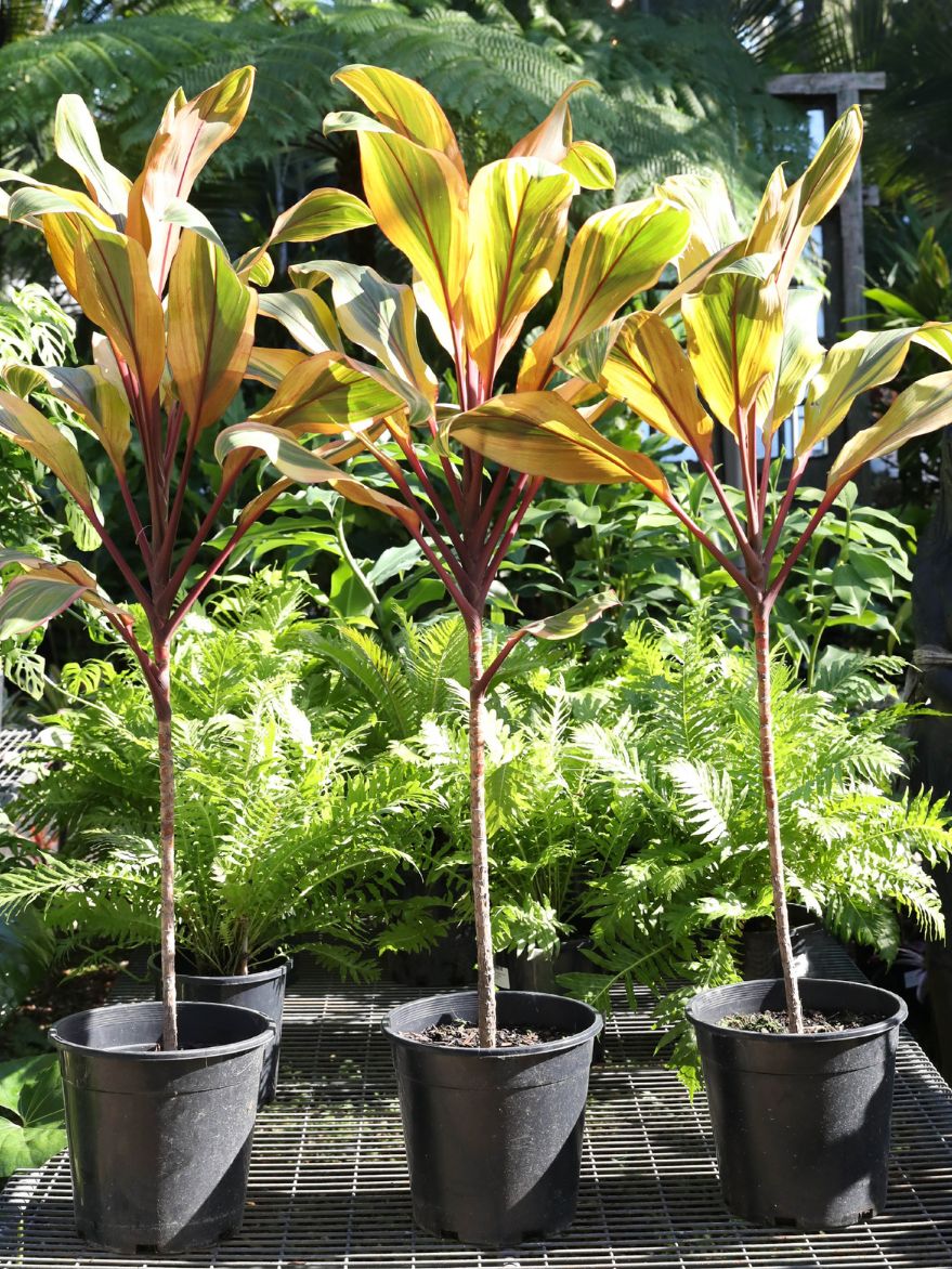 Cordyline fruticosa 'Early Morning Diamond' (Ti Plant)