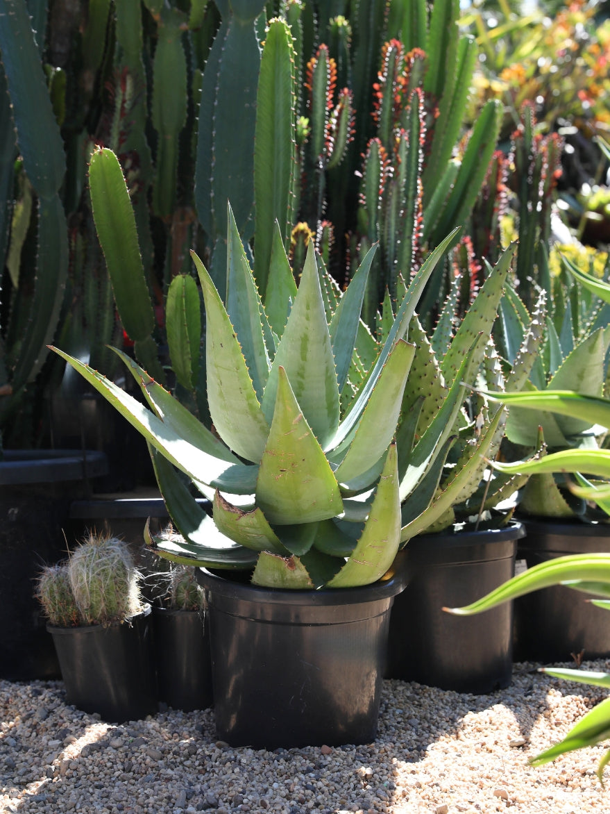 Aloe 'Outback Orange' (Aloe)