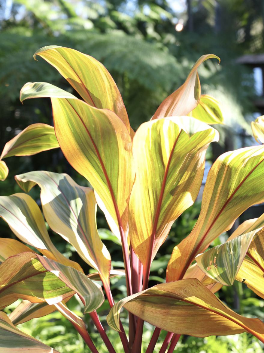 Cordyline fruticosa 'Early Morning Diamond' (Ti Plant)