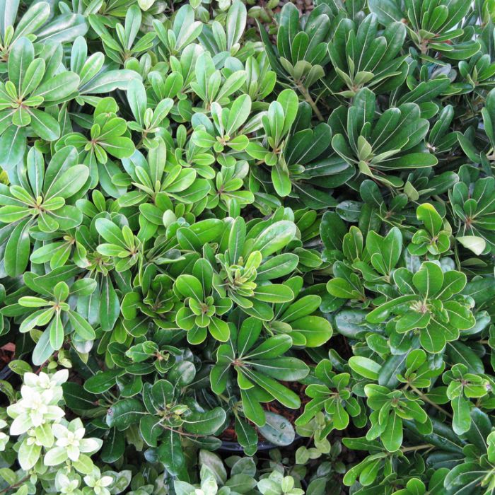 Pittosporum tobira 'Miss Muffett' (Wheelers Dwarf)